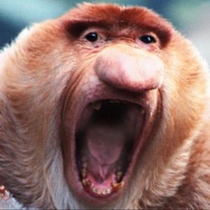 Meet your Posher, Griffin